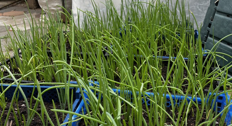 Pestovanie Jarnej cibuľky